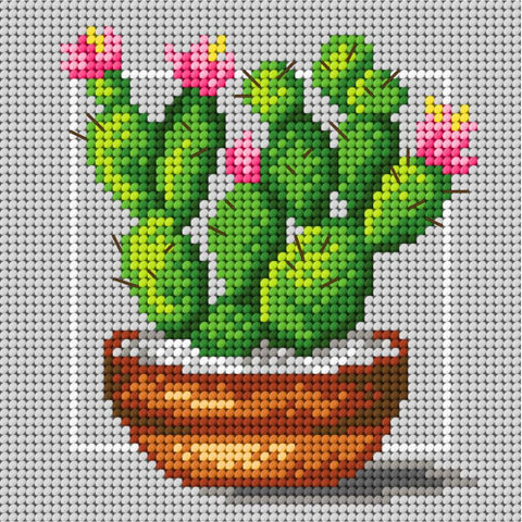 Cacti (Orchidea)
