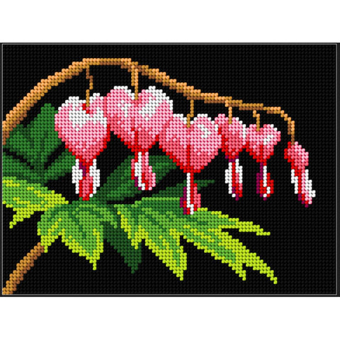 Bleeding Heart (Orchidea)