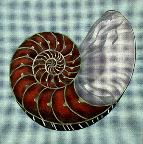 Cut Chambered Nautilus