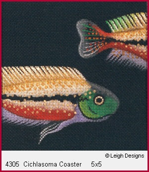 Cichlasoma Coaster
