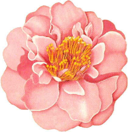 Camelias - Light Pink