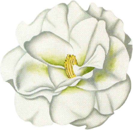 Camelias - White