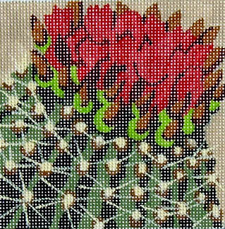 Cactus Flowers