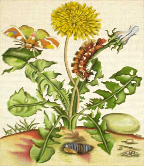 Dandelion