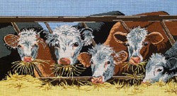 White Faced Cows Eating