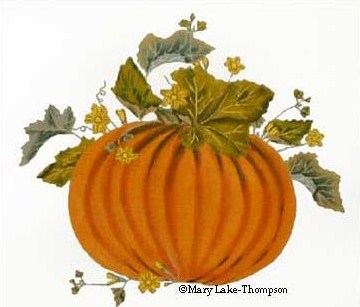 Harvest Pumpkin