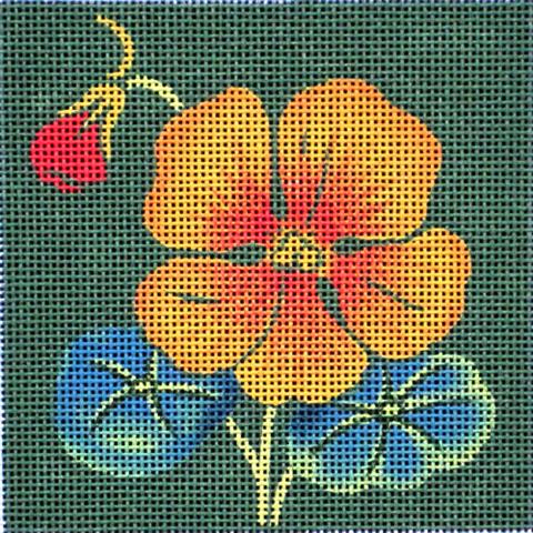Nasturtium