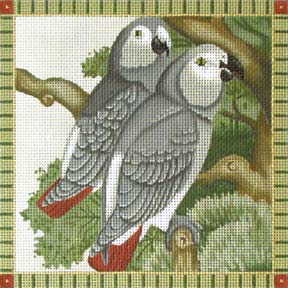 African Greys