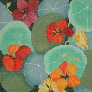 Giant Nasturtium