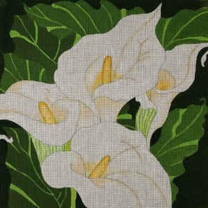 Giant Calla Lilies