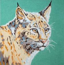 Wildcat