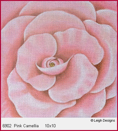 Pink Camellia