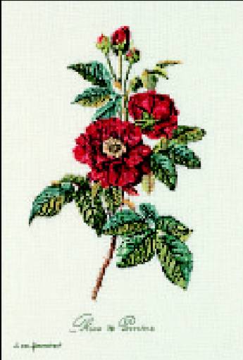 Red Roses