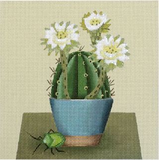Blue Vase Cactus