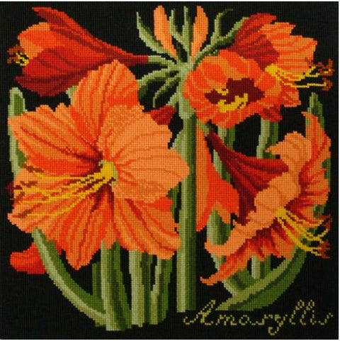 Amaryllis (Black Background)