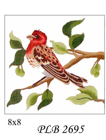 Purple Finch (13)M