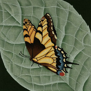 Giant Old World Monarch Butterfly