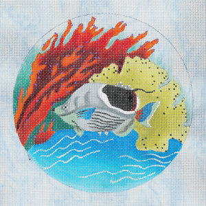 Porthole View - Saddleback Butterfly Fish