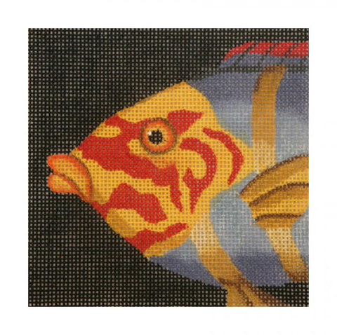Wrasse - Red and Yellow