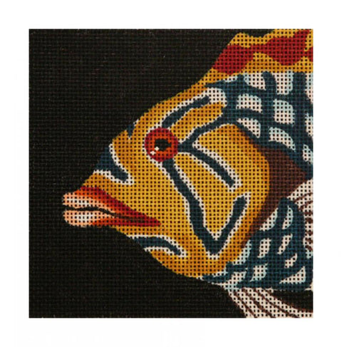 Wrasse - Yellow and Blue