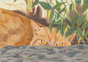 Stoney - Orange Tabby