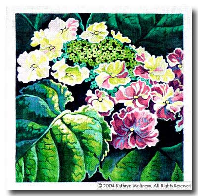 Lacecap Hydrangea
