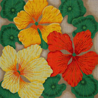 Natty Nasturtiums