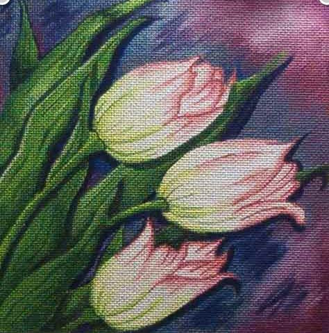Pink Tulip