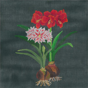 Giant Amaryllis