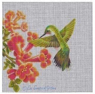 Hummingbird in Trumpet Vine