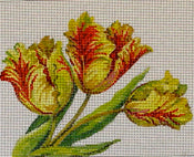 Parrot Tulips