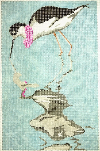 Necklaced Avocet