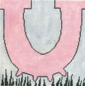 Udder