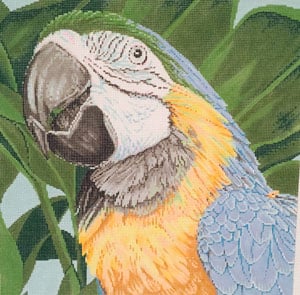 Parrot Blue and Yellow Macaw