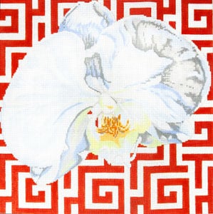 White Orchid on Terra Cotta Phalaenopsis