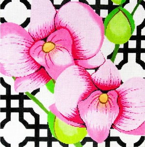 Pink Orchid on Black - Dendrobium