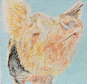 Snooty Pig