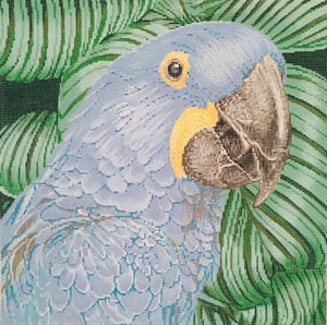 Parrot Hyacinth Macaw