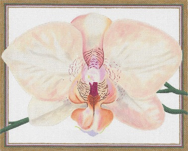 Salmon Orchid