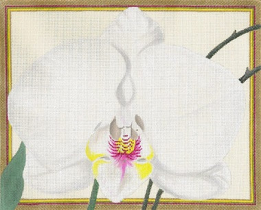 White Orchid