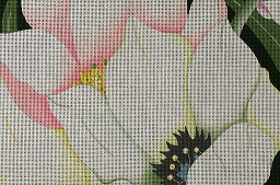 Giant White Tulips