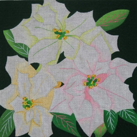 Giant White Poinsettias