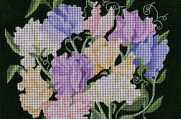 Giant Sweet Peas