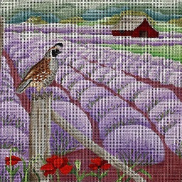 Lavender Fields