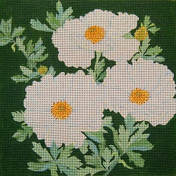 Giant Matilija Poppy