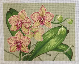 Orchids