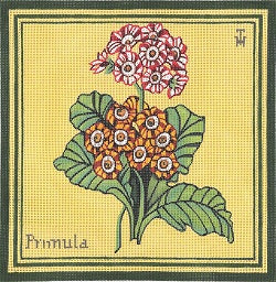 Primula