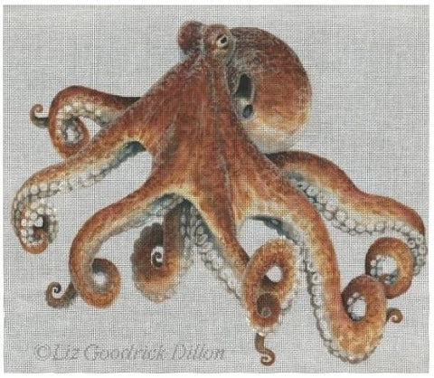 Octopus