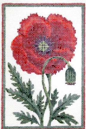 Belgium Poppy