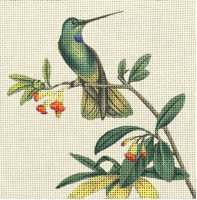 Blue Throated Hummer